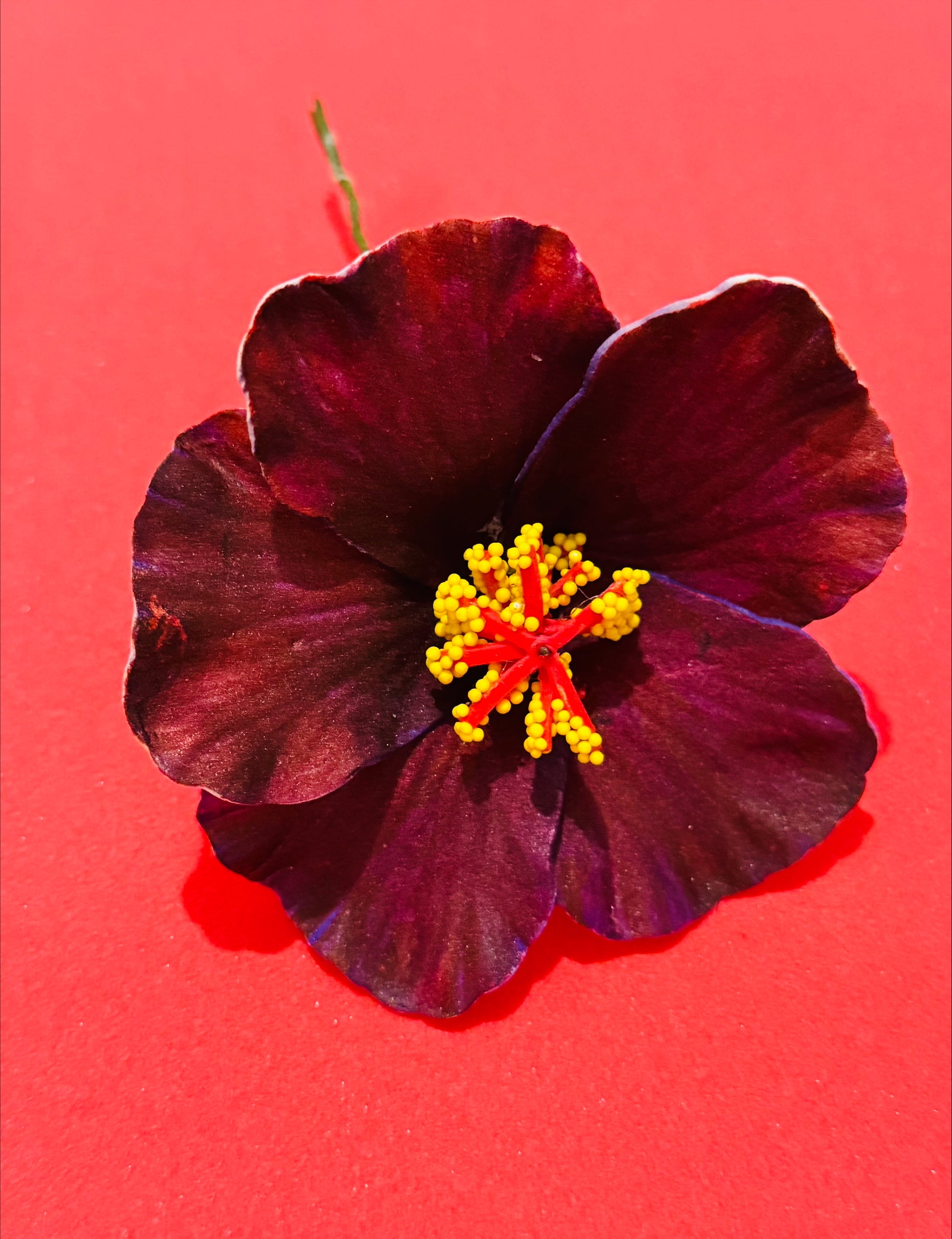 Fleurs d'hibiscus
